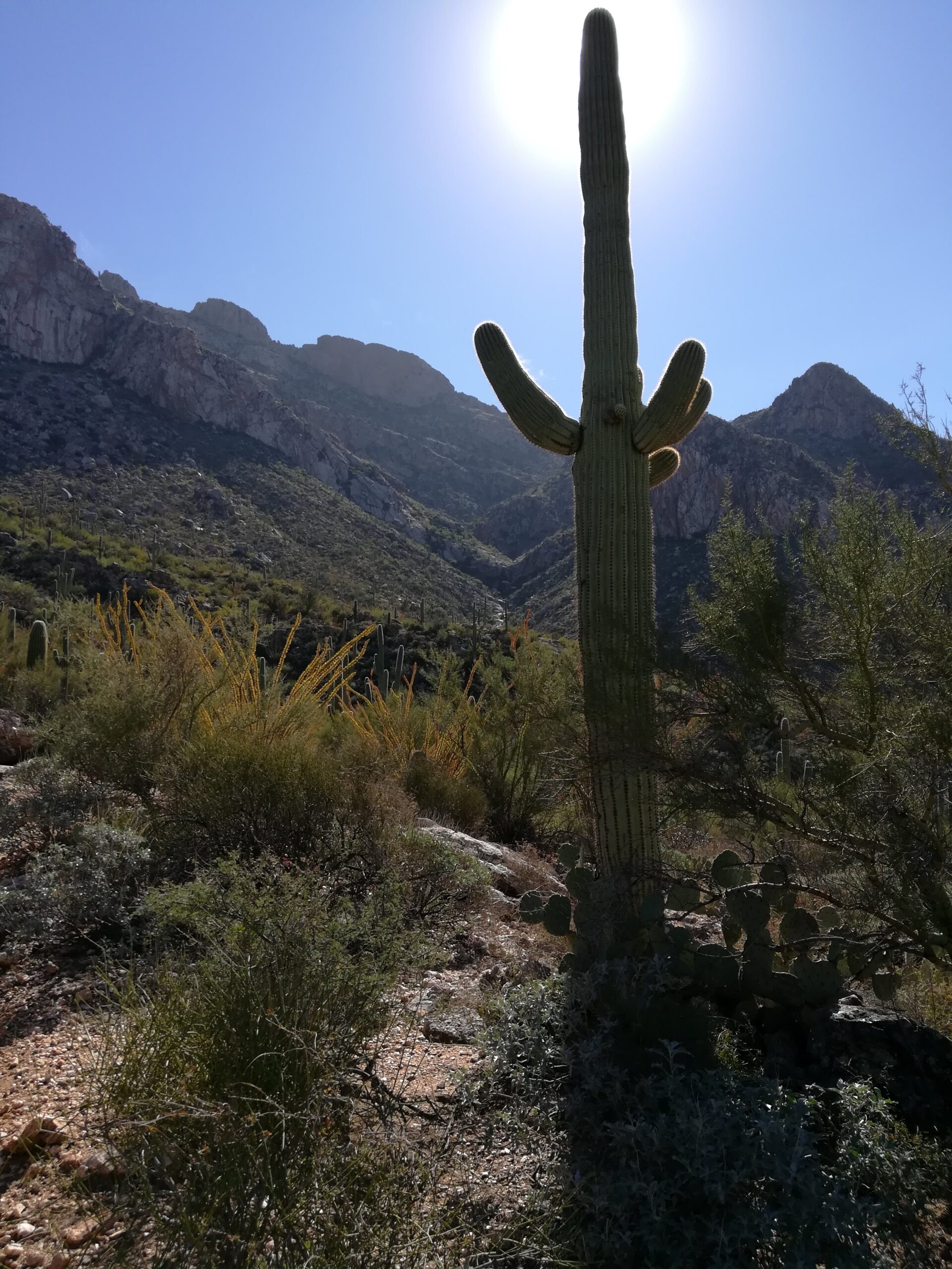 Picture of Saguaro Cactus with a background of desert mountains in blue sky with sun shining